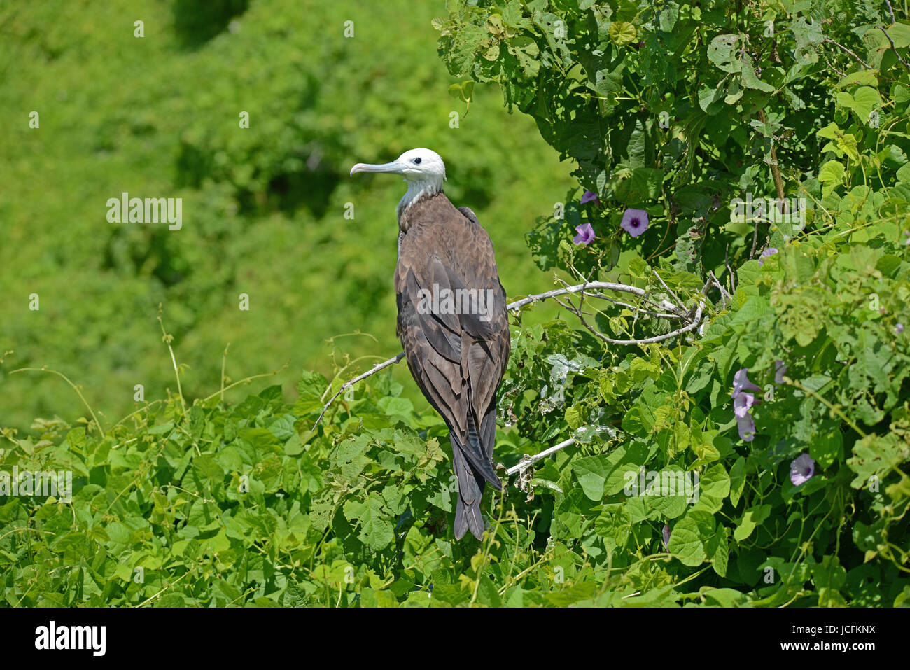 Herrliche Fregattvogel, Isla De La Plata, Ecuador Stockfoto