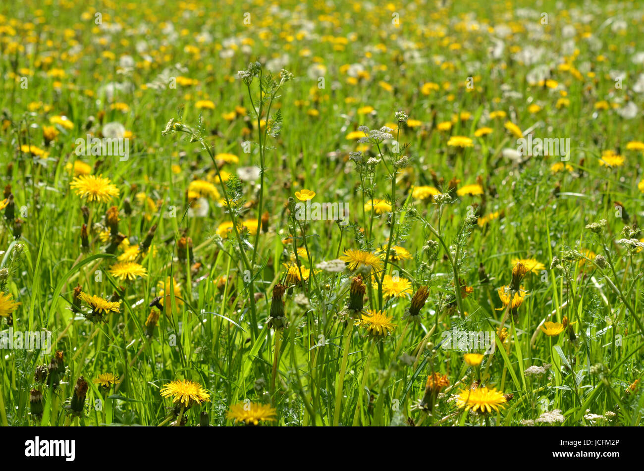 Wiese Löwenzahn Stockfoto