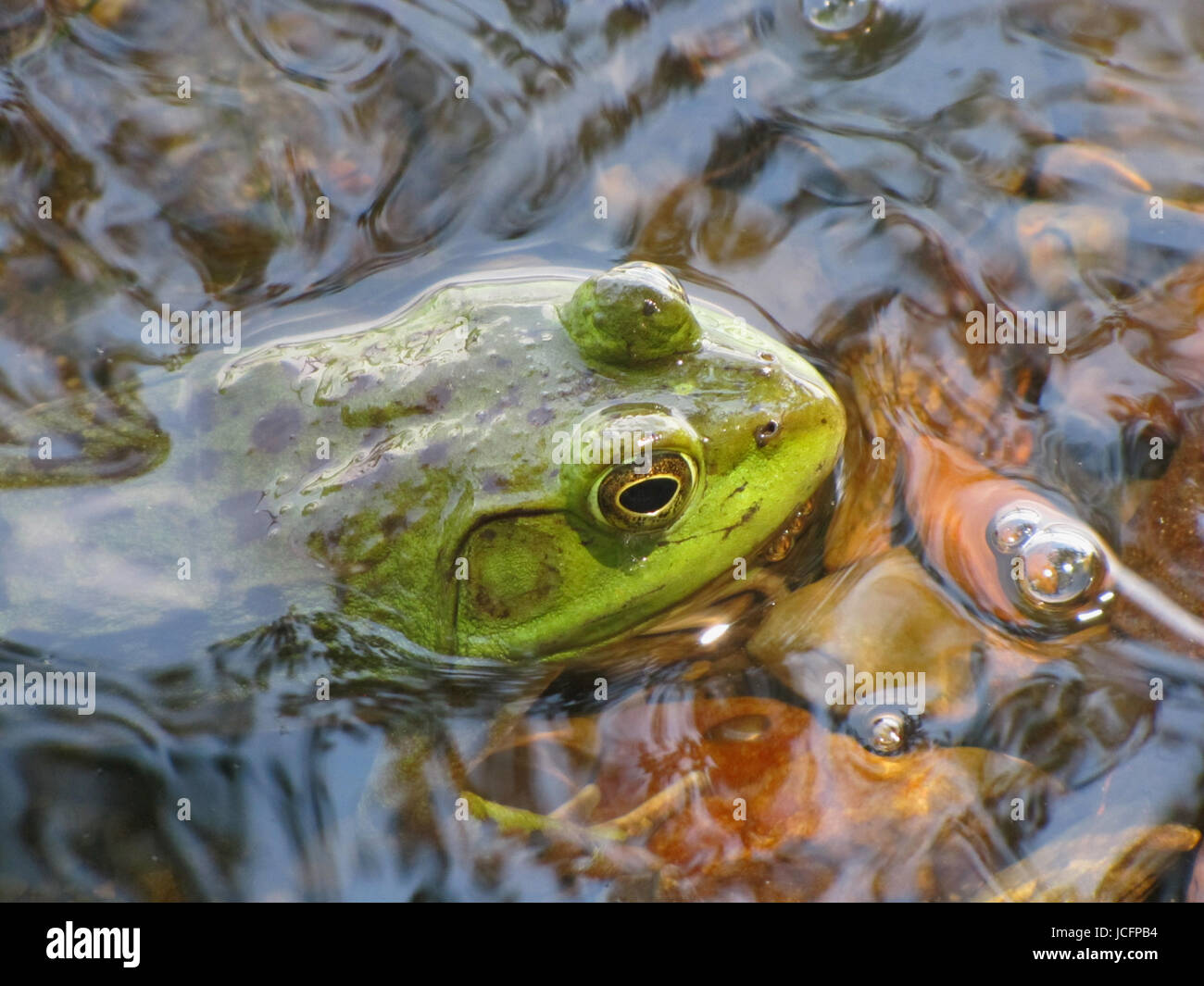 Bullfrog am Kejimkujik Nationalpark, Nova Scotia, Kanada Stockfoto