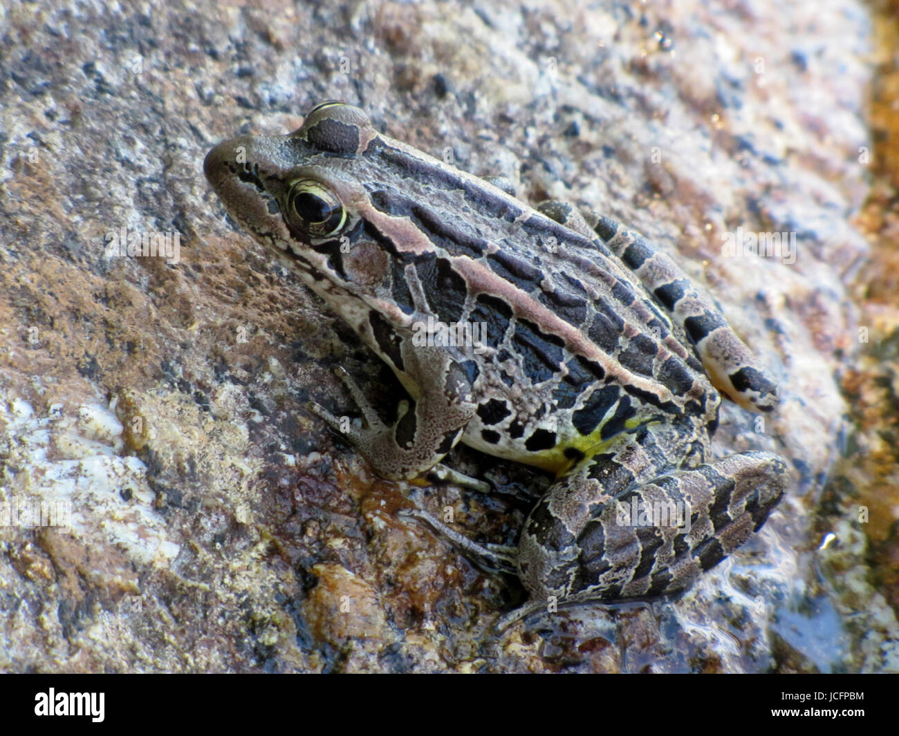 Pickerel Frosch bei Kejimkujik Nationalpark, Nova Scotia Stockfoto