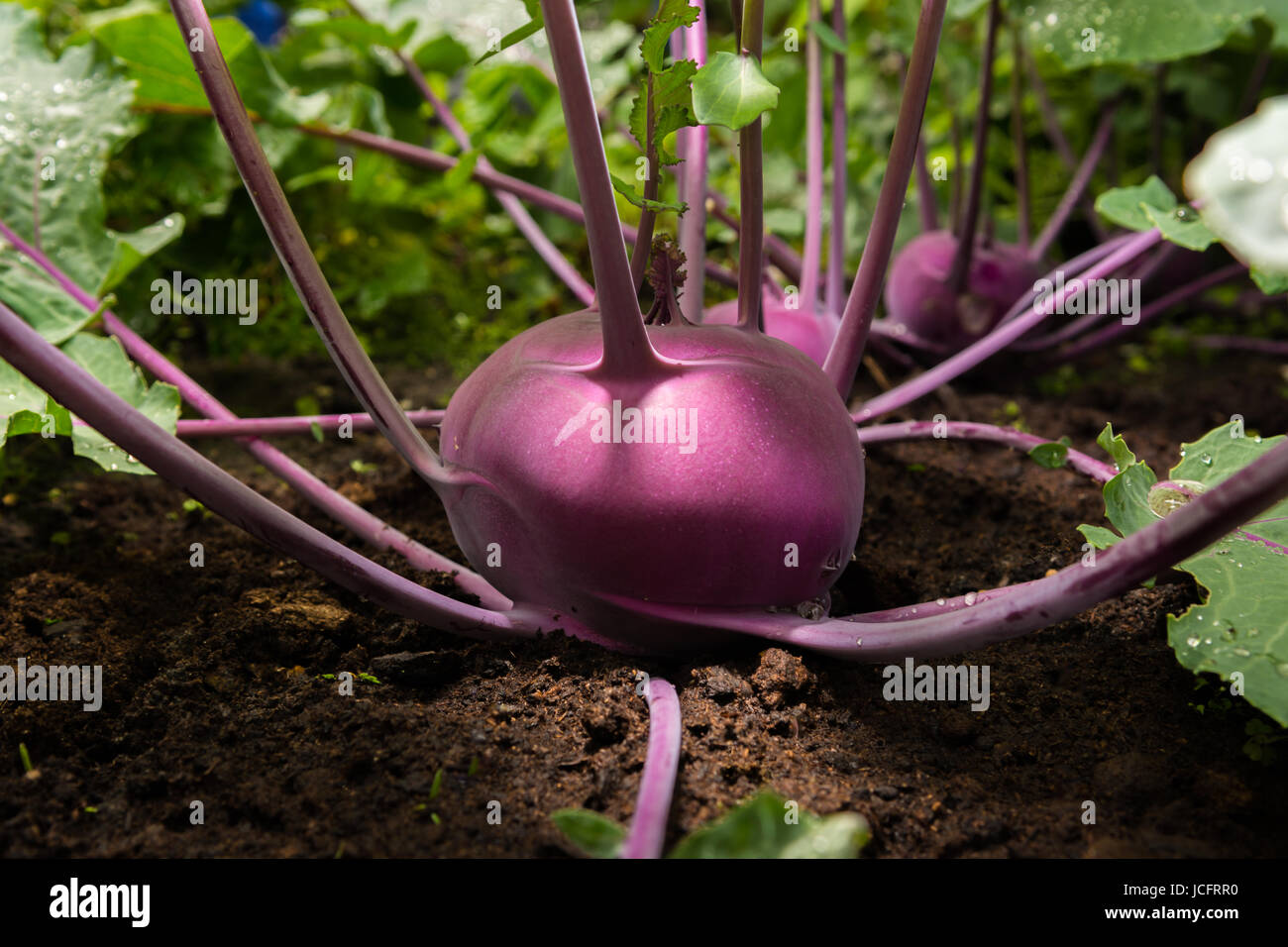 Nahaufnahme Eines Lila Kohlrabi Oder Rube Pflanzen Wachsen Im