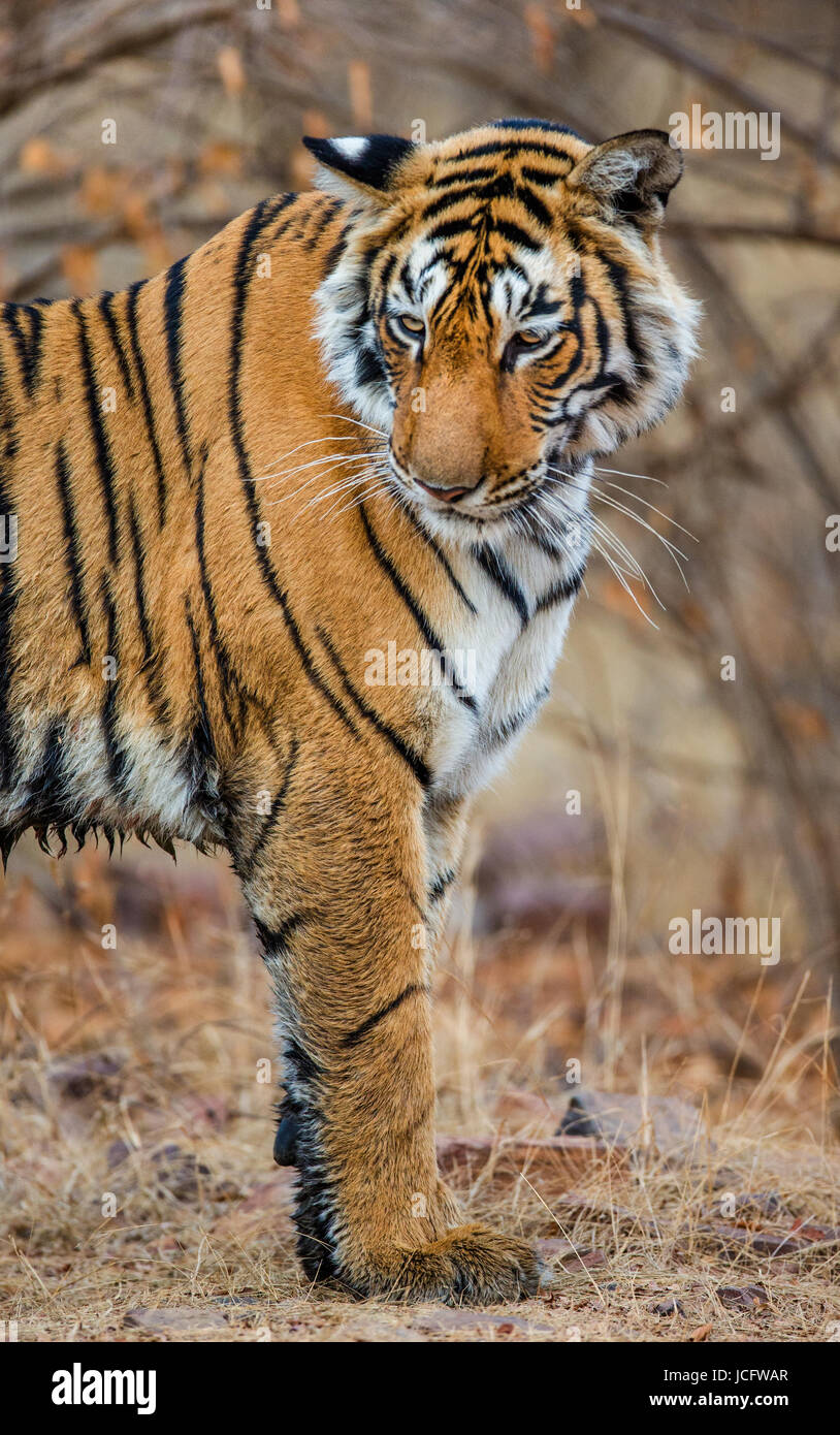 Bengalischer Tiger im Ranthambore Nationalpark. Indien. Stockfoto