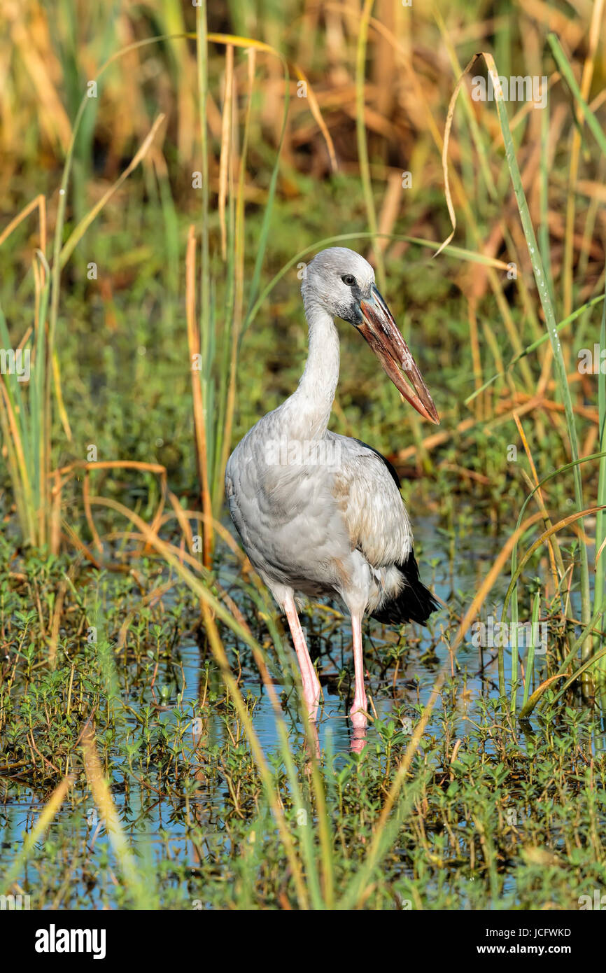 Einzelne asiatischer Openbill (Anastomus Oscitans) in einem Feuchtgebiet See - Sri Lanka waten. Stockfoto