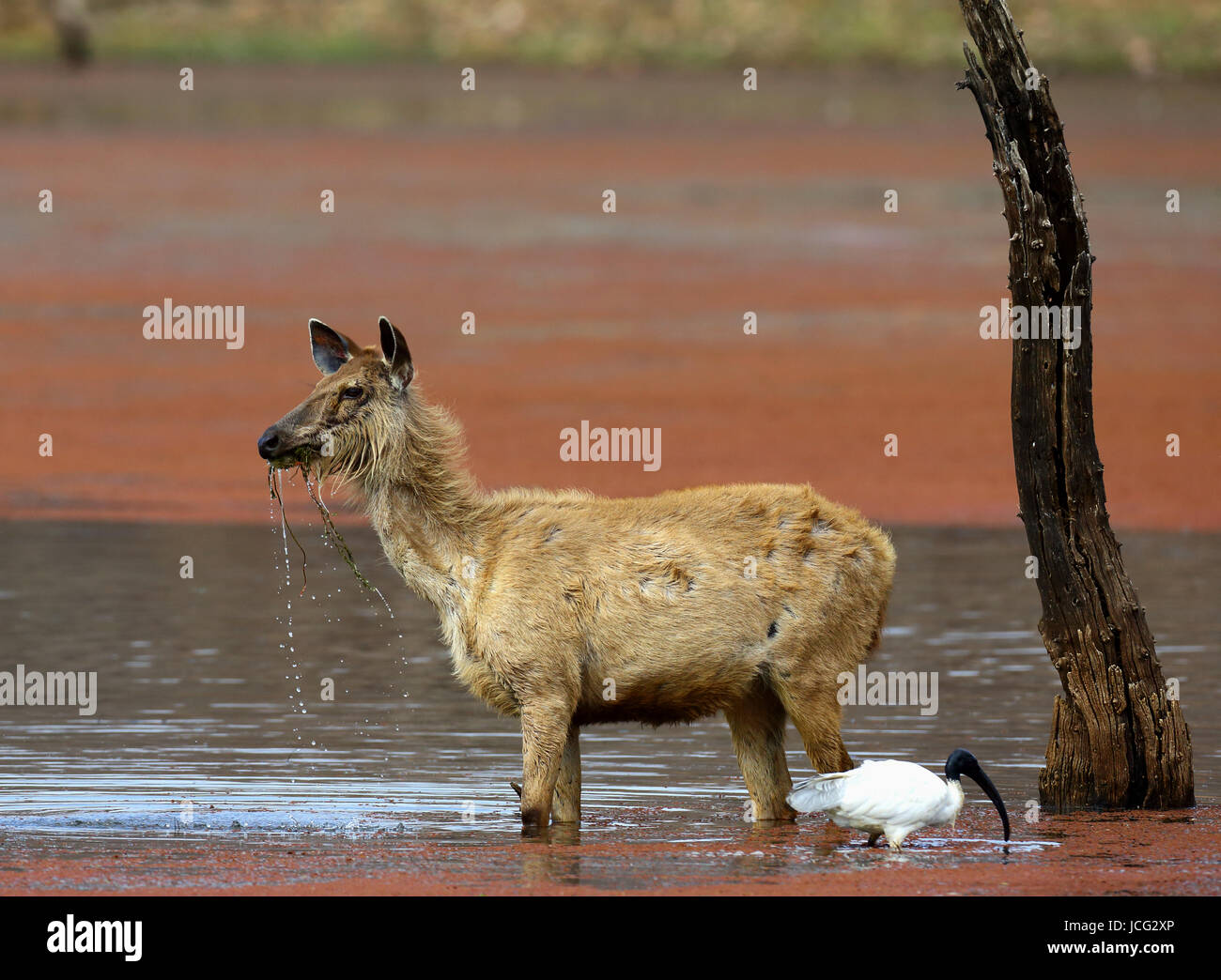 Hirsch steht im Wasser des Flusses in freier Wildbahn. Indien. Nationalpark. Stockfoto