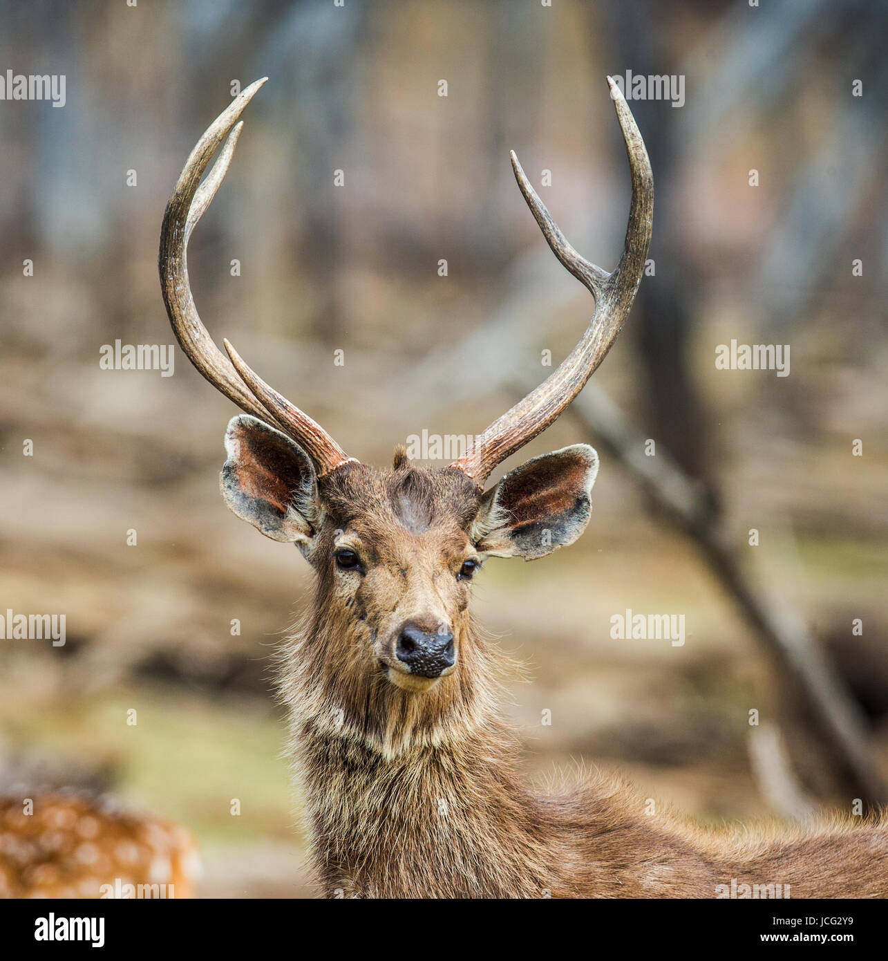 Porträt eines wunderschönen Hirsches mit Geweih in freier Wildbahn. Indien. Nationalpark. Stockfoto