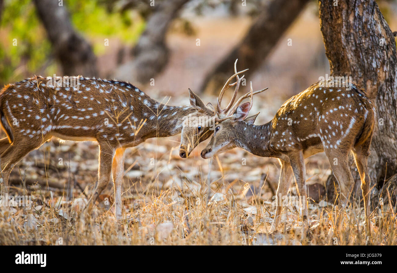 Zwei Hirsche kämpfen in der Paarungszeit in freier Wildbahn. Indien. Ranthambore Nationalpark. Stockfoto