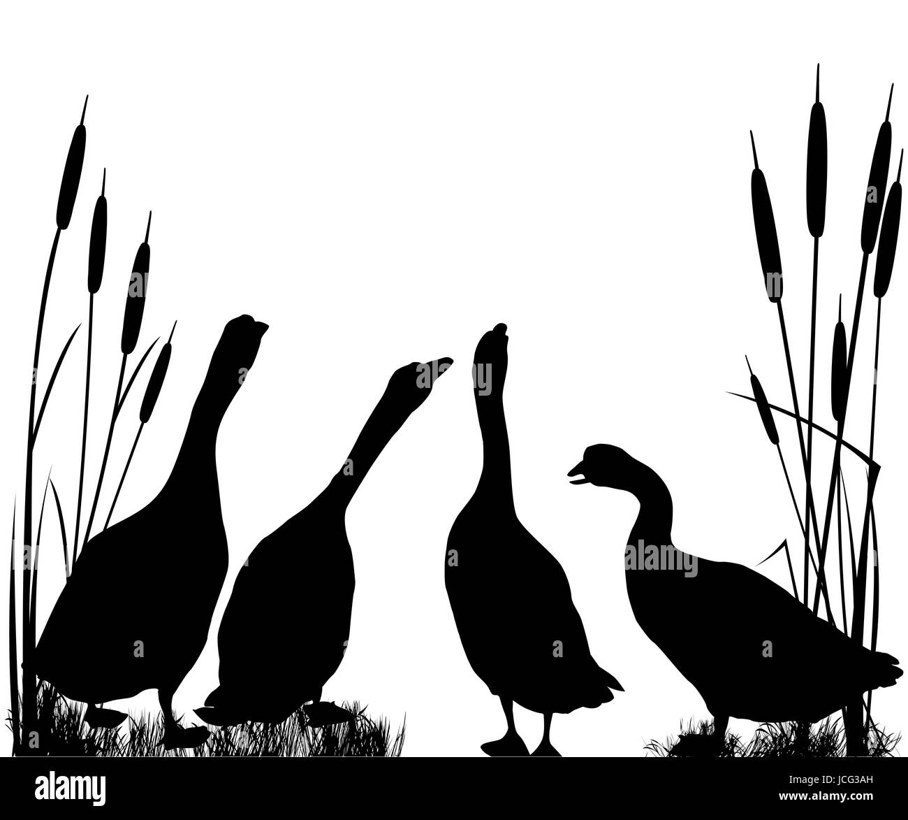 Gänse-Silhouetten auf weißem Hintergrund Stockfoto