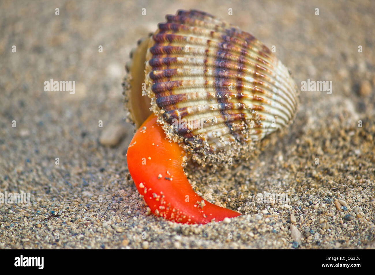 Grobe Muschel Herzmuschel (Acanthocardia Tuberculata) aus seiner Rüstung auf Sand Hintergrund Stockfoto