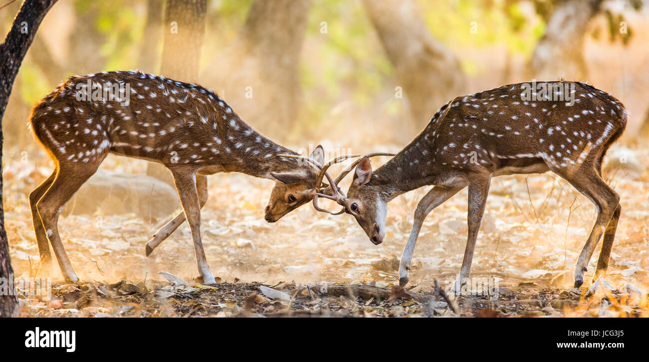 Zwei Hirsche kämpfen in der Paarungszeit in freier Wildbahn. Indien. Ranthambore Nationalpark. Stockfoto