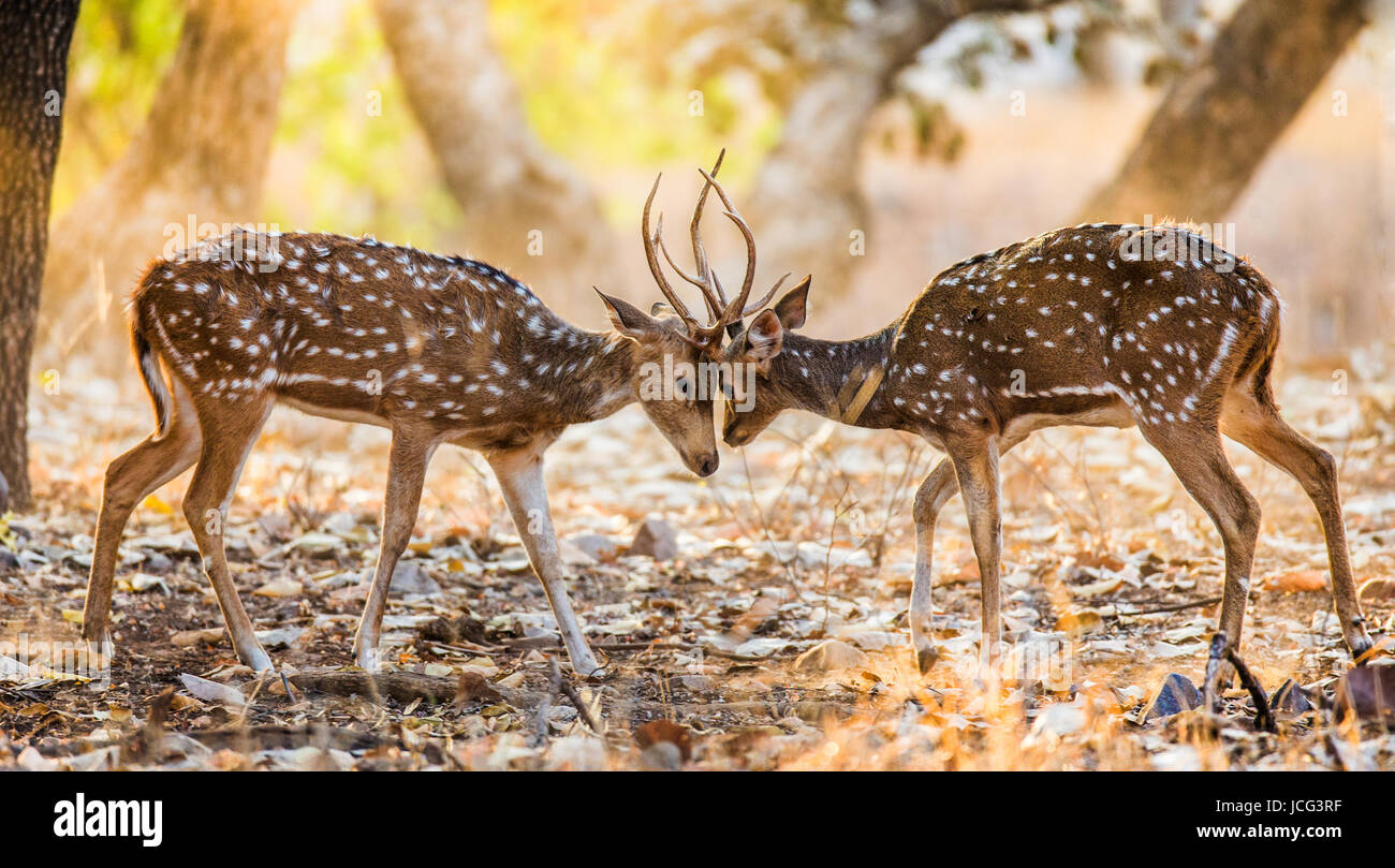 Zwei Hirsche kämpfen in der Paarungszeit in freier Wildbahn. Indien. Ranthambore. Nationalpark. Stockfoto