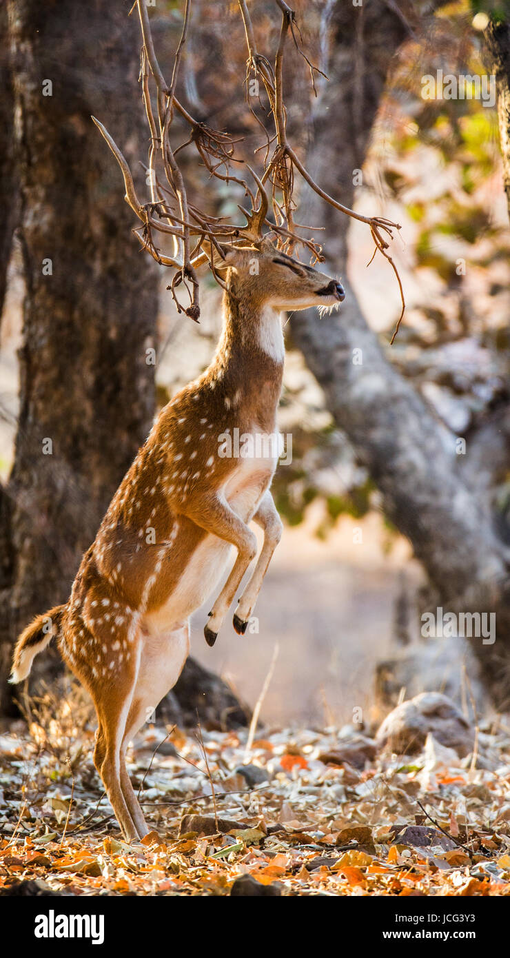 Hirsch mit schönen Hörnern, stehend auf Hinterbeinen im Dschungel in der Wildnis. Indien. Nationalpark. Stockfoto