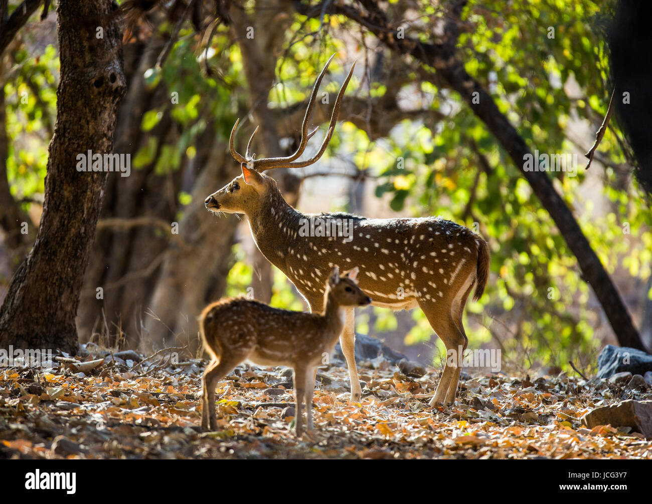 Hirsch mit schönen Hörnern und Baby steht Dschungel in der Wildnis. Indien. Nationalpark. Stockfoto