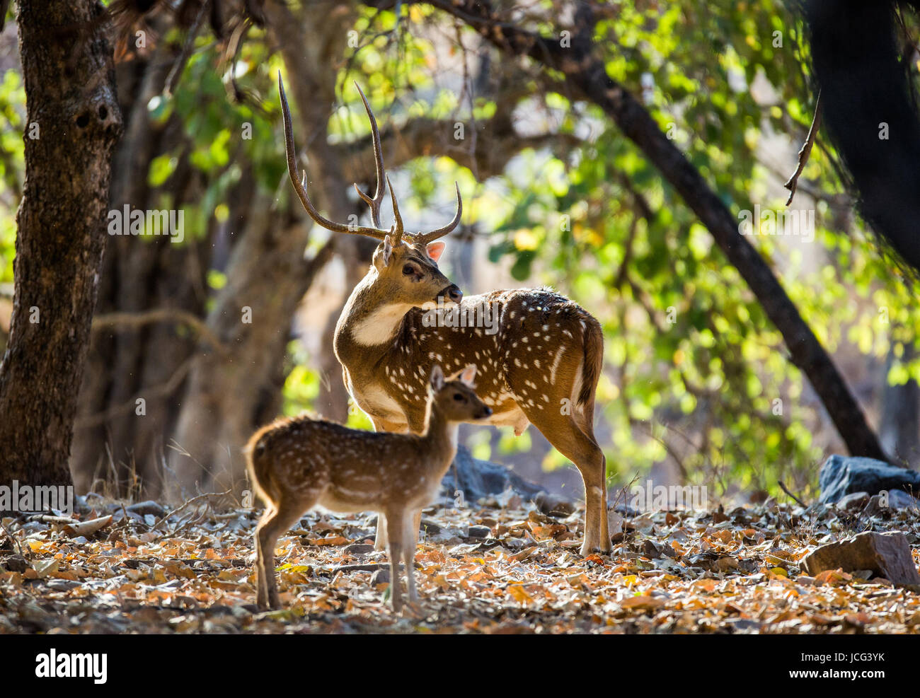 Hirsch mit schönen Hörnern und Baby steht Dschungel in der Wildnis. Indien. Nationalpark. Stockfoto