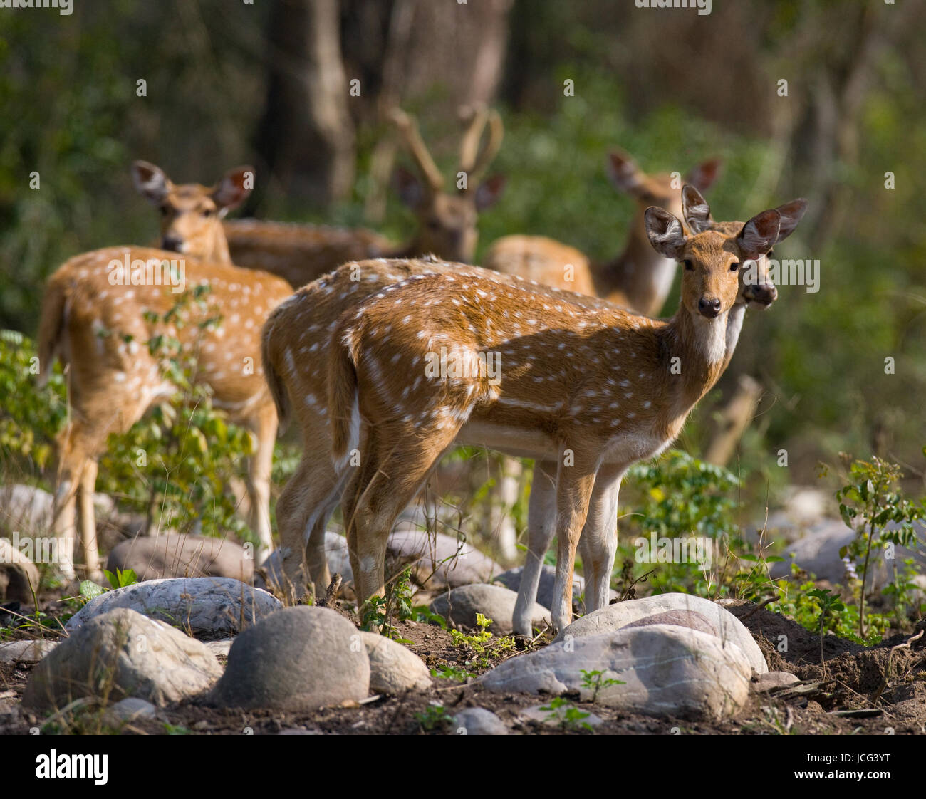 Eine Gruppe von Hirschen steht im Dschungel in freier Wildbahn. Indien. Nationalpark. Stockfoto