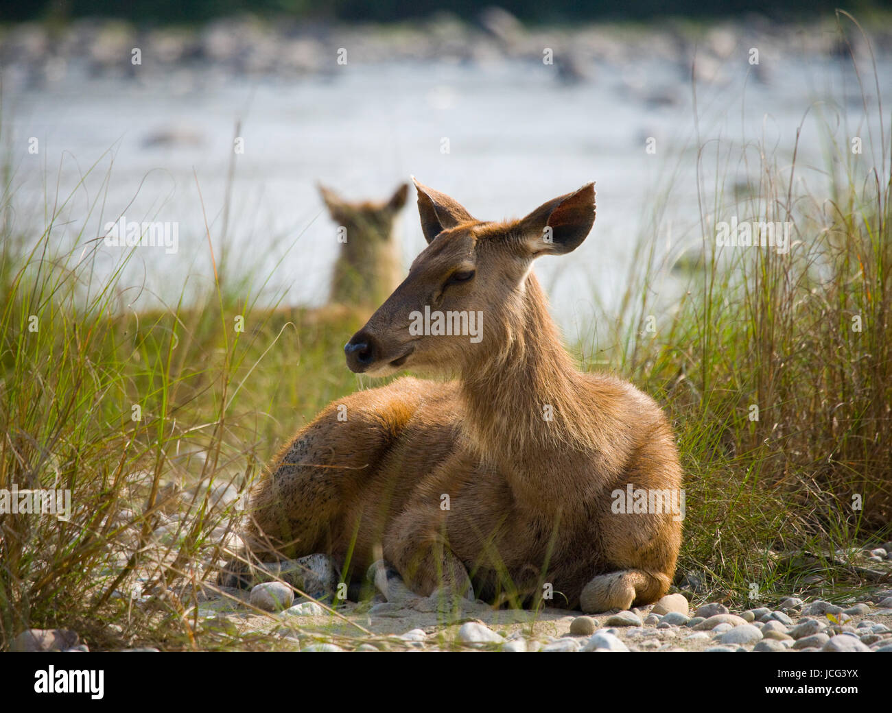 Hirsche, die am Flussufer im Gras in der Wildnis liegen. Indien. Nationalpark. Stockfoto
