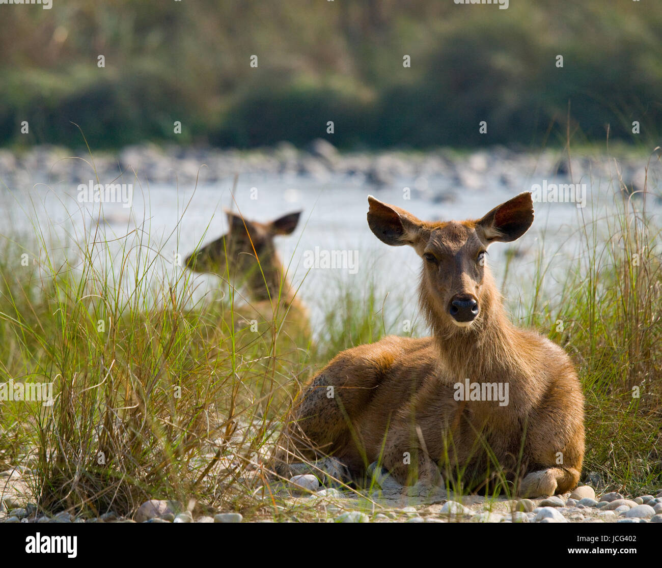 Hirsche, die am Flussufer im Gras in der Wildnis liegen. Indien. Nationalpark. Stockfoto