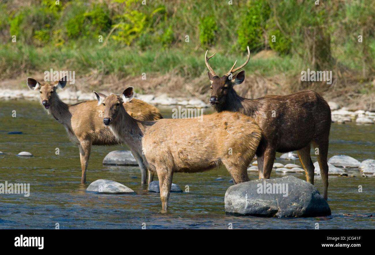 Gruppen von Hirschen, die im Wasser im Fluss in freier Wildbahn stehen. Indien. Nationalpark. Stockfoto