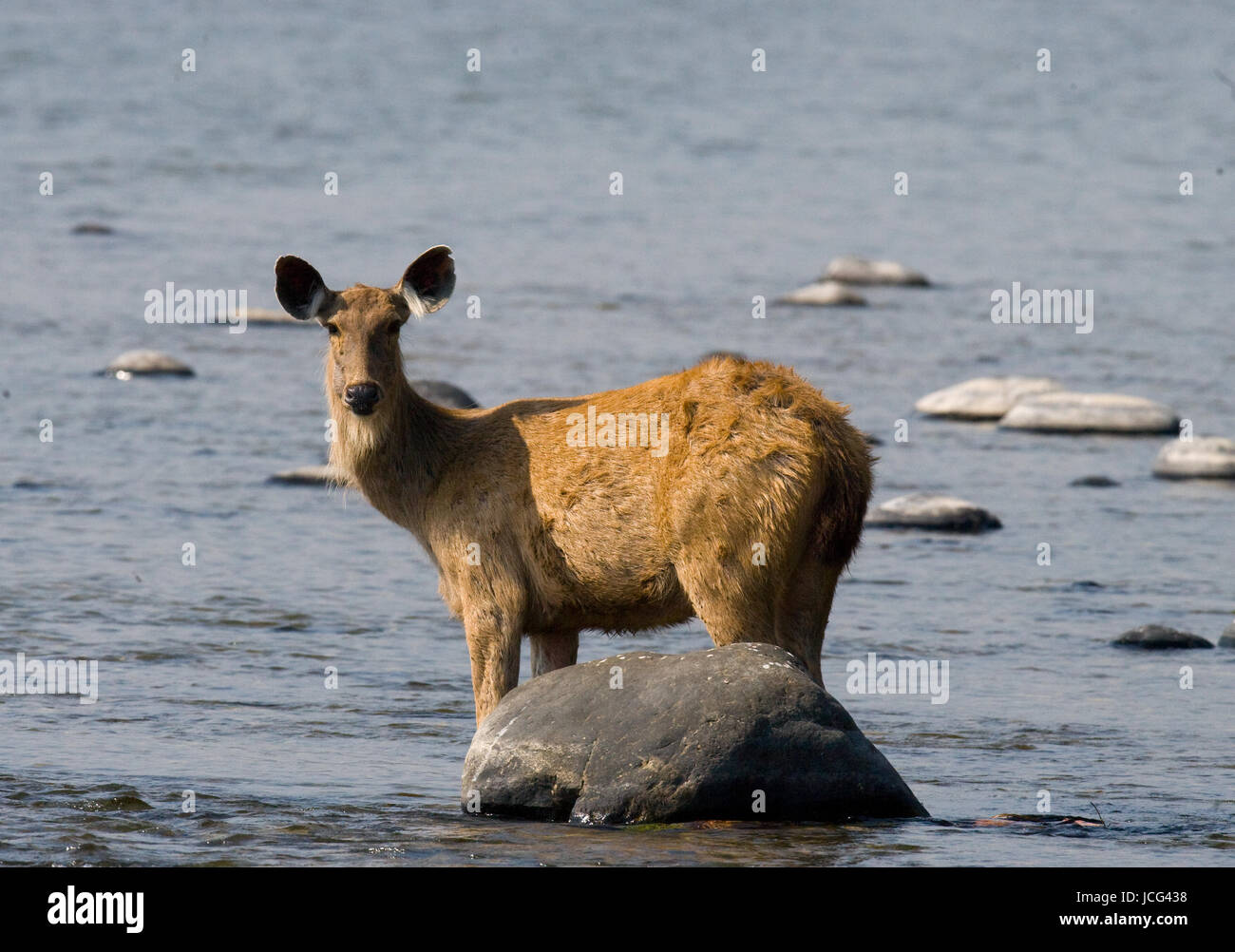 Hirsch steht im Wasser des Flusses in freier Wildbahn. Indien. Nationalpark. Stockfoto