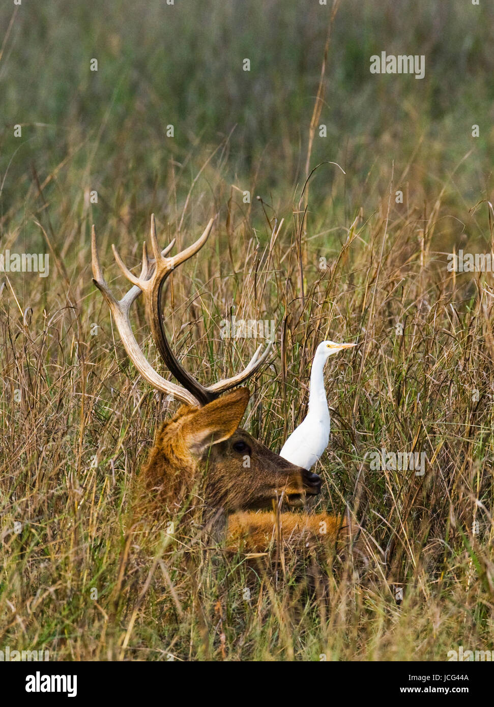 Hirsche mit schönen Hörnern, die in der Wildnis im Gras liegen. Indien. Nationalpark. Stockfoto