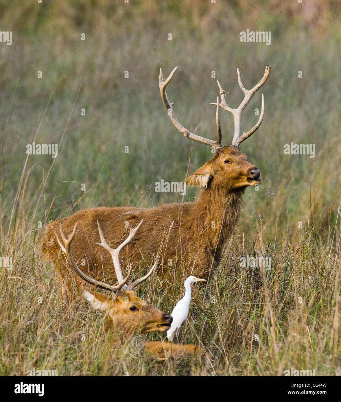 Zwei Hirsche mit schönen Hörnern stehen in der Wildnis im Gras. Indien. Nationalpark. Stockfoto