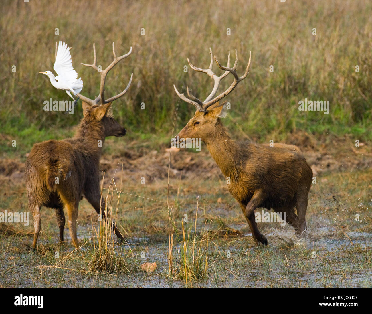 Zwei Hirsche kämpfen sich in der Paarungszeit in freier Wildbahn. Indien. Nationalpark. Stockfoto