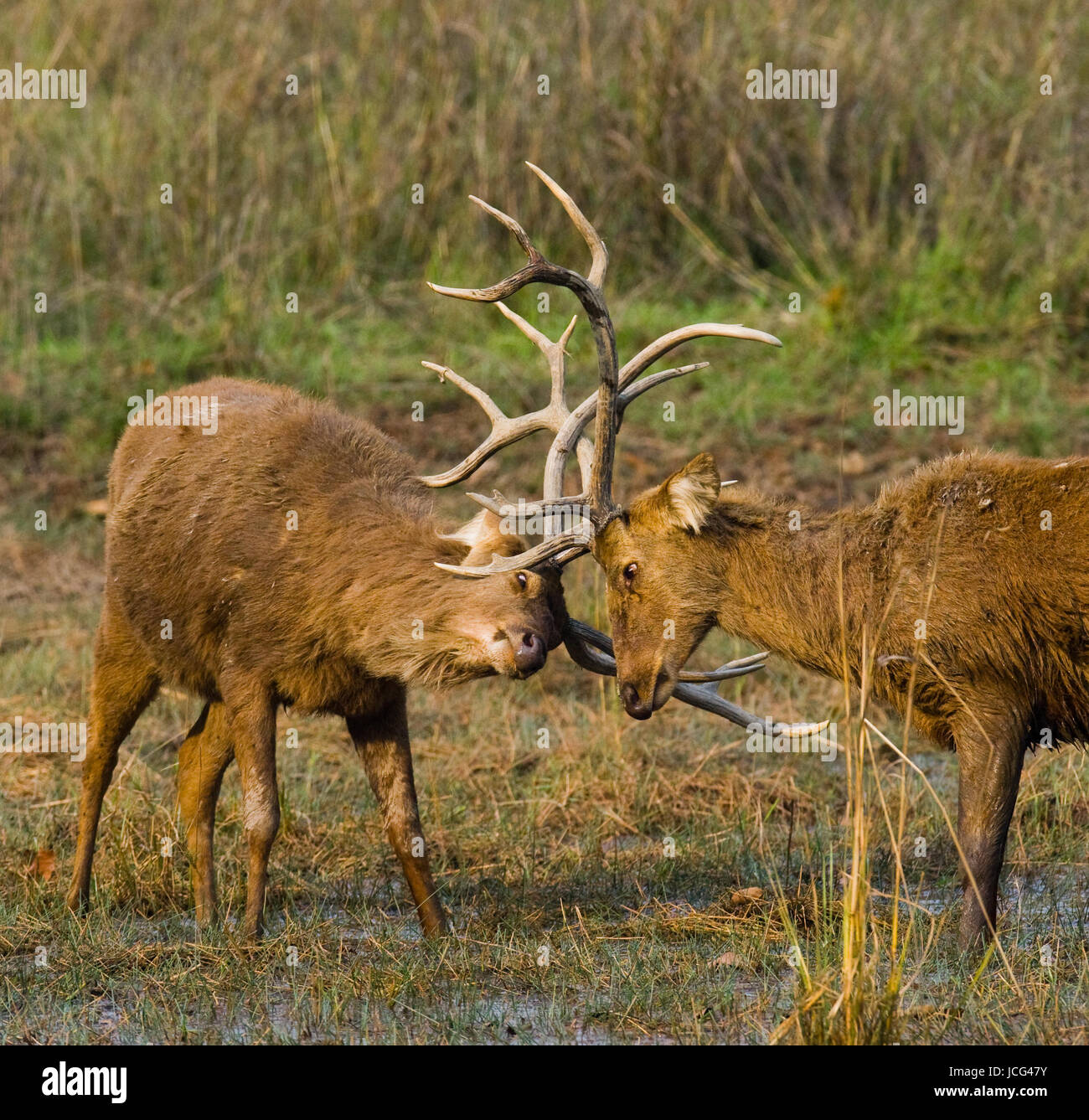 Zwei Hirsche kämpfen sich in der Paarungszeit in freier Wildbahn. Indien. Nationalpark. Stockfoto