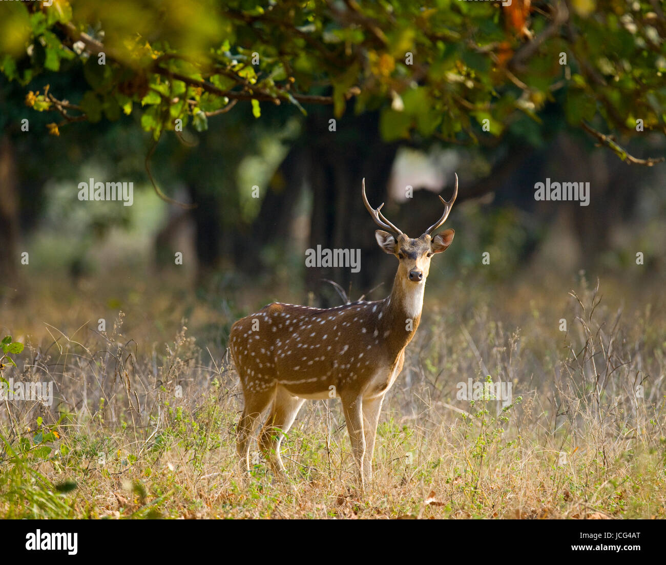 Hirsche mit wunderschönen Hörnern stehen im Dschungel in der Wildnis. Indien. Nationalpark. Stockfoto
