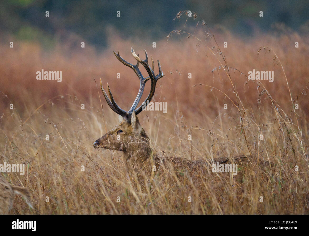 Hirsche mit schönen Hörnern, die in der Wildnis im Gras stehen. Indien. Nationalpark. Stockfoto