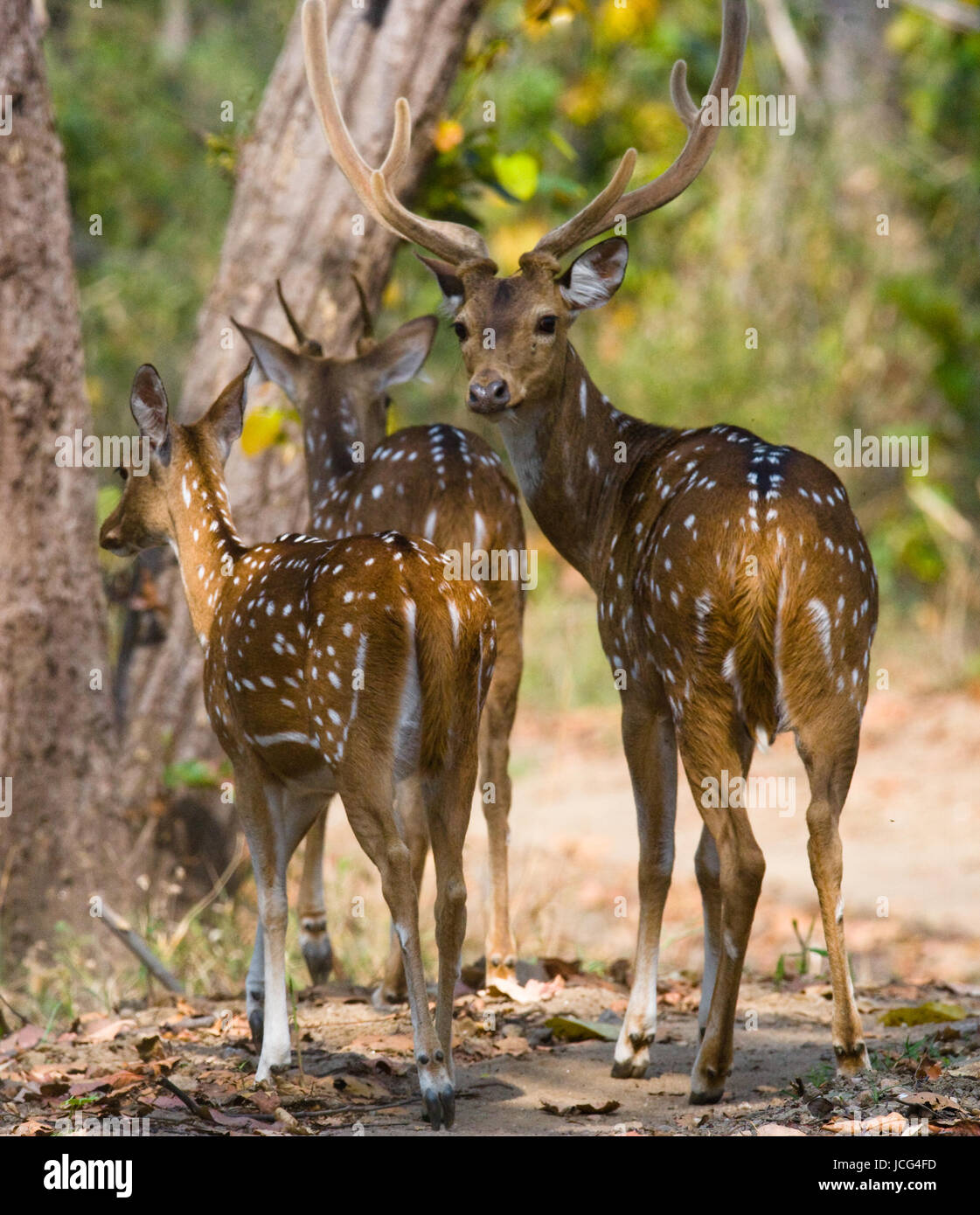 Eine Gruppe von Hirschen steht im Dschungel in freier Wildbahn. Indien. Nationalpark. Stockfoto