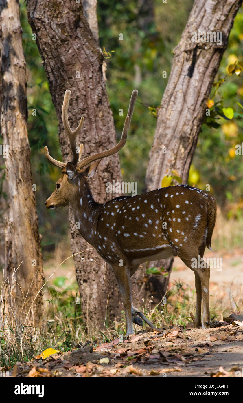 Hirsche mit wunderschönen Hörnern stehen im Dschungel in der Wildnis. Indien. Nationalpark. Stockfoto
