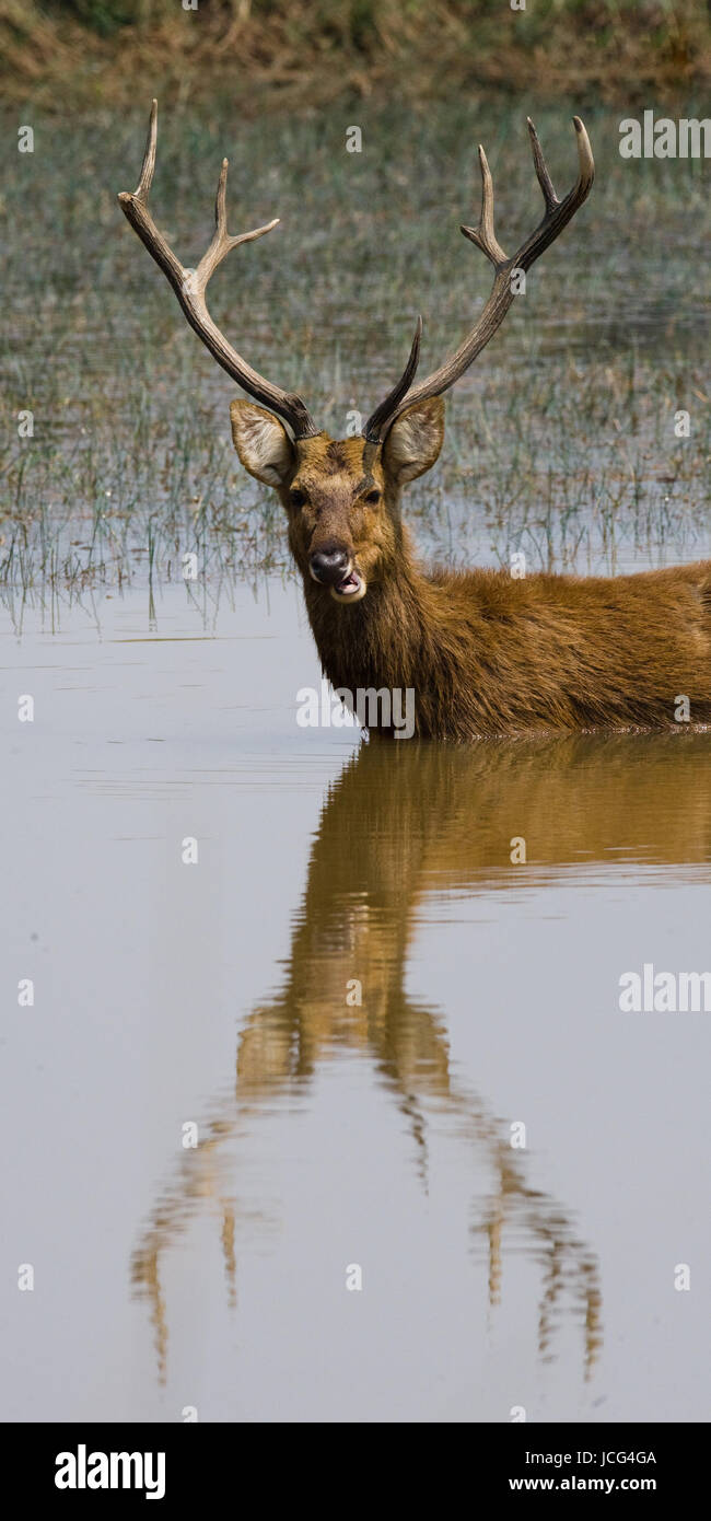 Hirsch mit schönen Hörnern, die im Wasser stehen und die Reflexion in der Wildnis zeigen. Indien. Nationalpark. Stockfoto