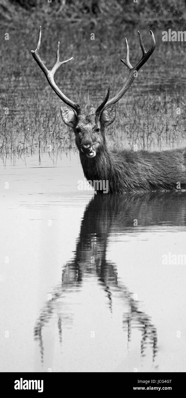 Hirsch mit schönen Hörnern, die im Wasser stehen und die Reflexion in der Wildnis zeigen. Indien. Nationalpark. Stockfoto