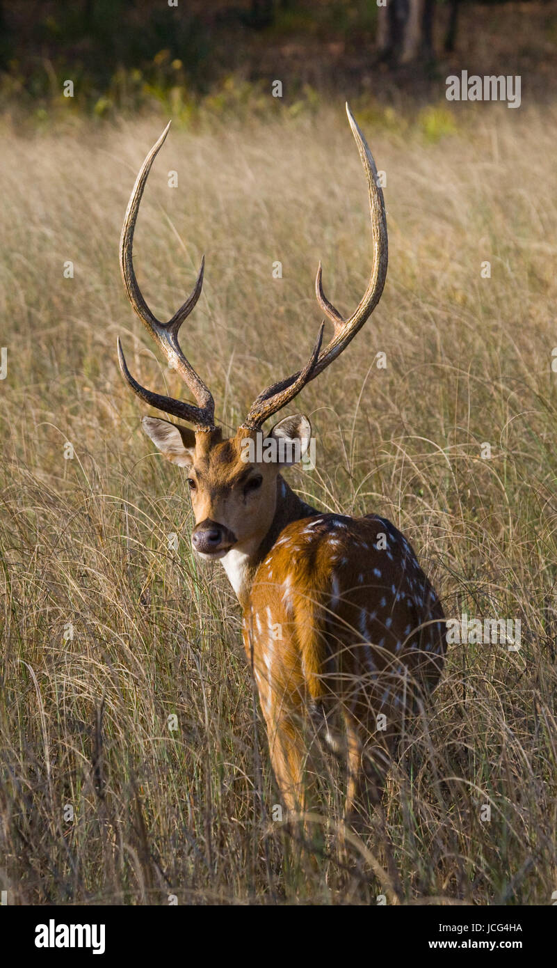 Hirsche mit schönen Hörnern, die in der Wildnis im Gras stehen. Indien. Nationalpark. Stockfoto