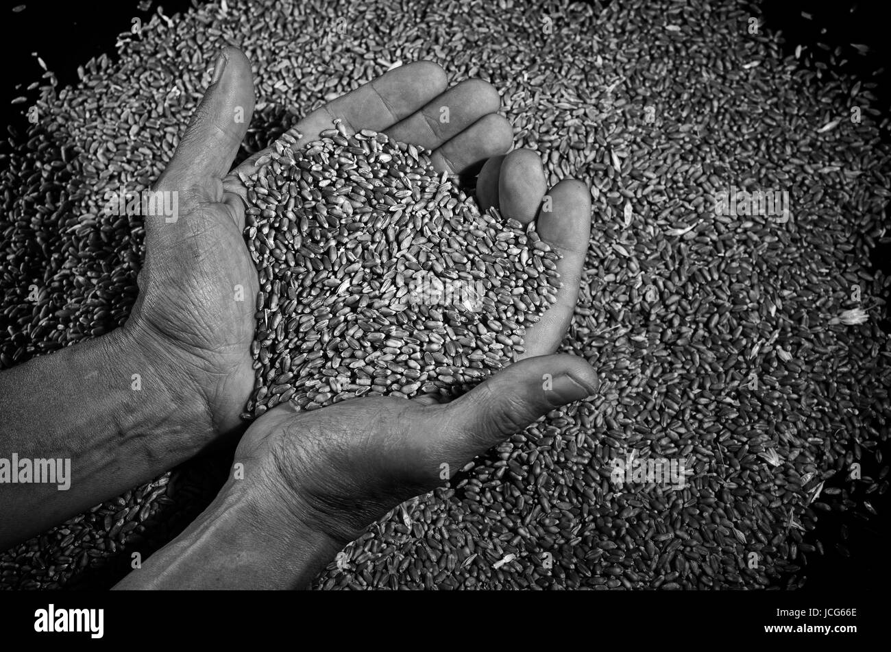 Ein Haufen Weizenkörner und der Bauer Hände. Stockfoto