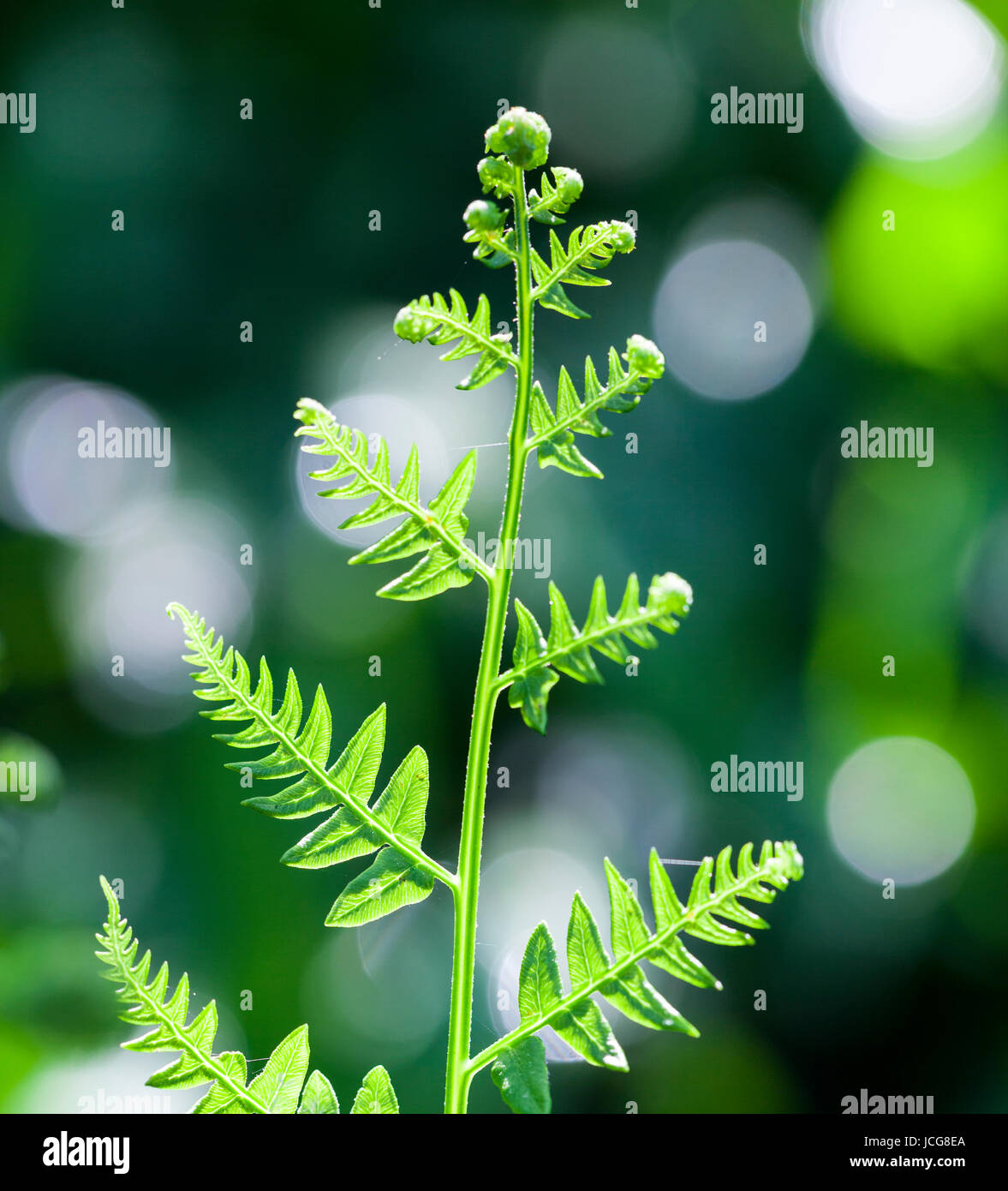 Jungen gemeinsamen Adlerfarn (Pteridium Aqulinium) Stockfoto