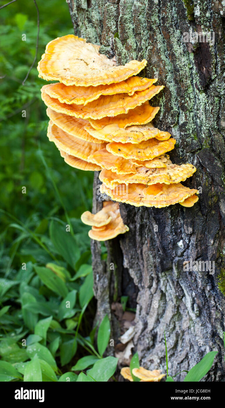 Huhn-of-the-Woods (Laetiporus Sulphureus) Stockfoto