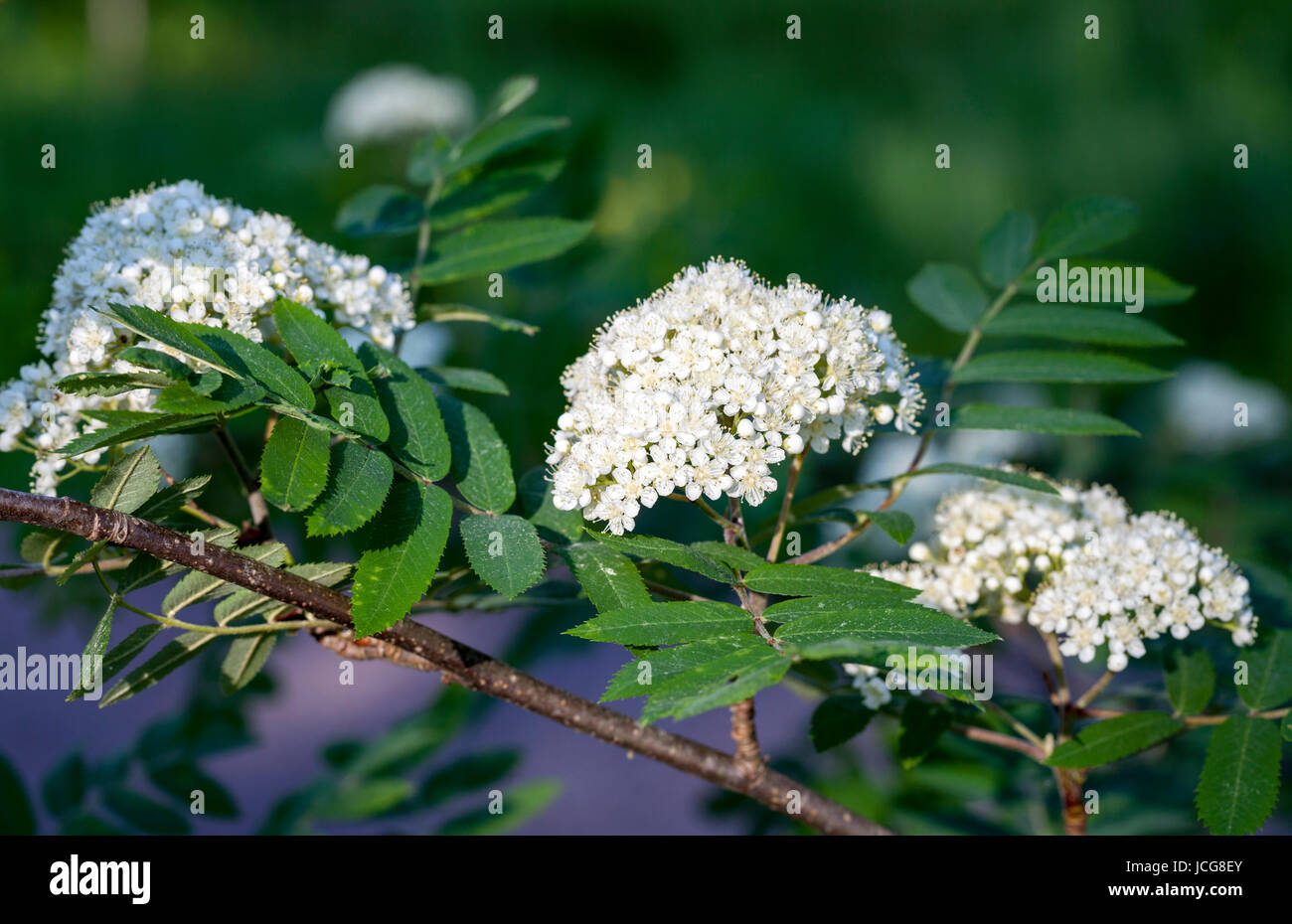 Rowan (Sorbus Aucuparia) Blüte Stockfoto