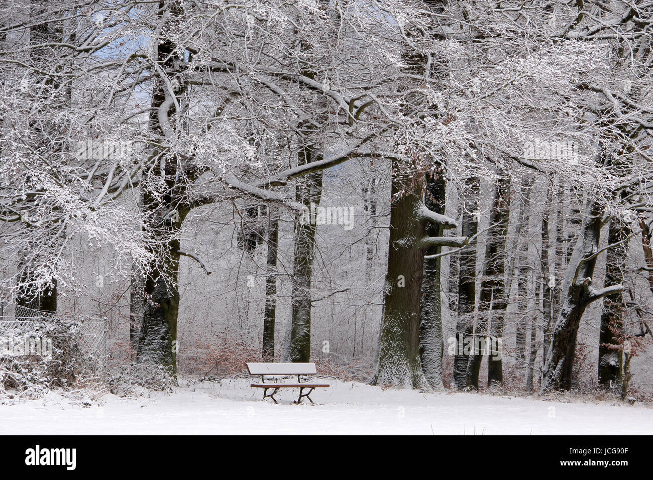 Verschneite Park Im Winterwald Bei Engenhahn Im Taunus, Hessen, Deutschland Stockfoto