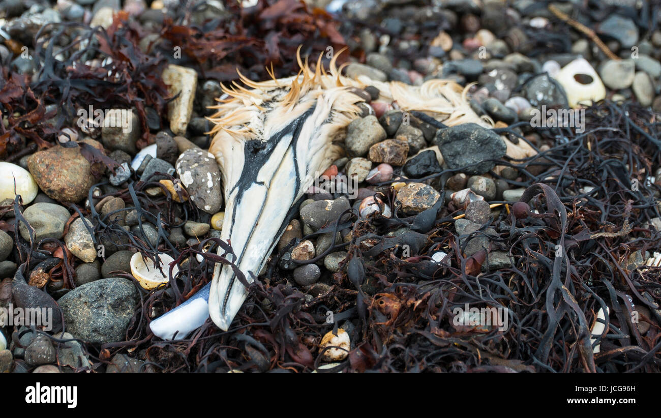 Kopf einer toten Gannet Seevogel an einem Strand in Schottland Stockfoto