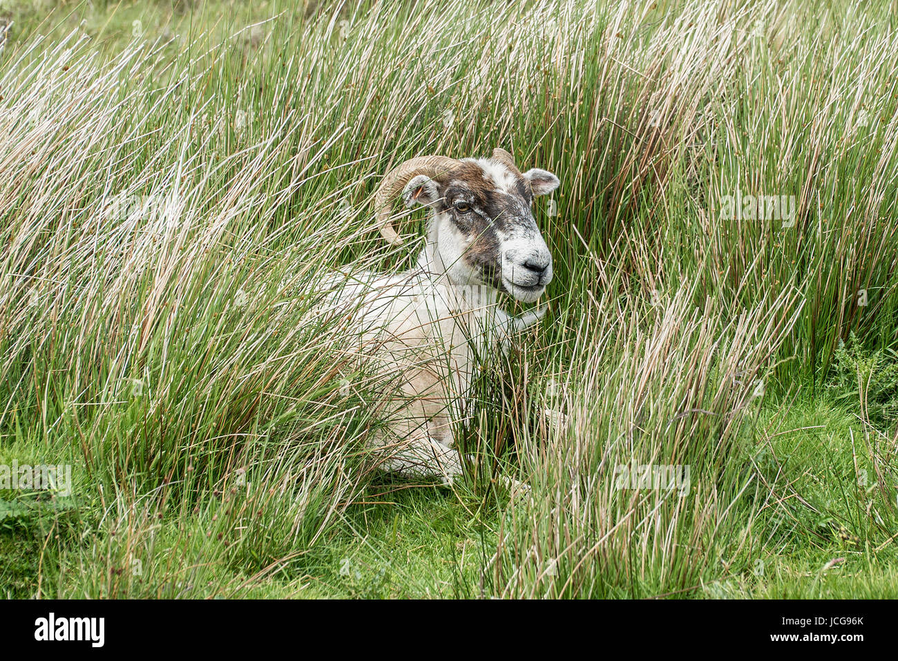 Scottish Blackface Schafe Gras liegend Stockfoto