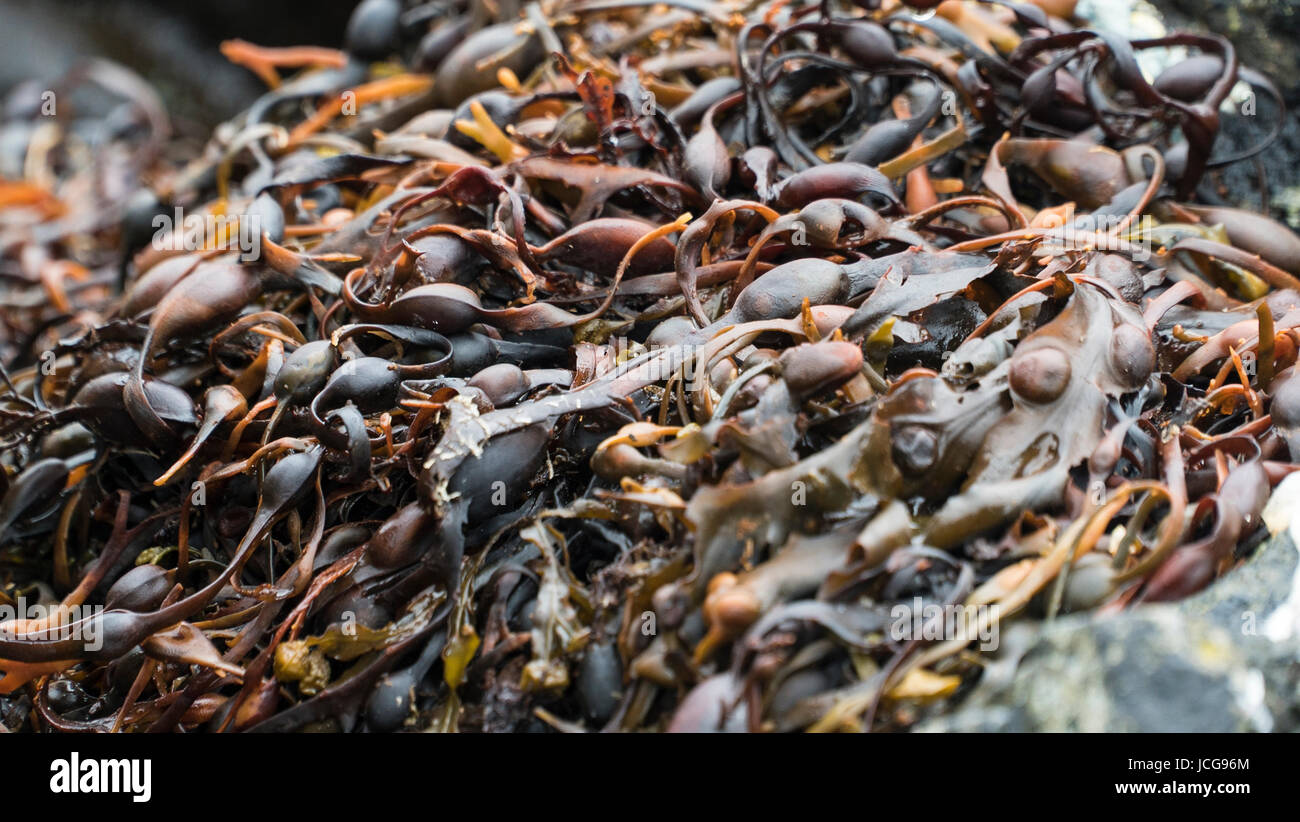 Blase Wrack Algen gewaschen auf einem Kiesstrand in Schottland Stockfoto