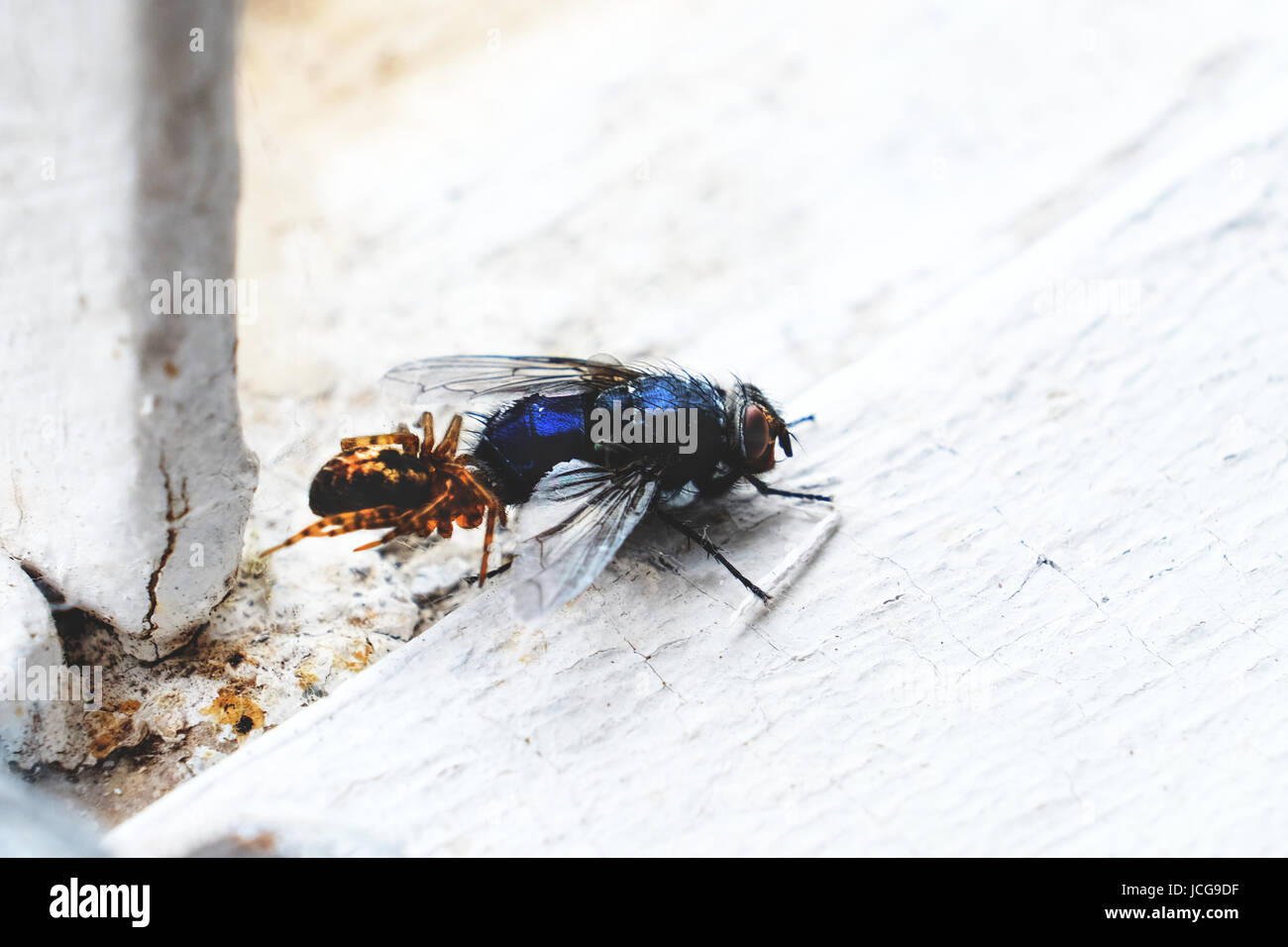 Eine Spinne eine Fliege im Netz fangen Stockfoto