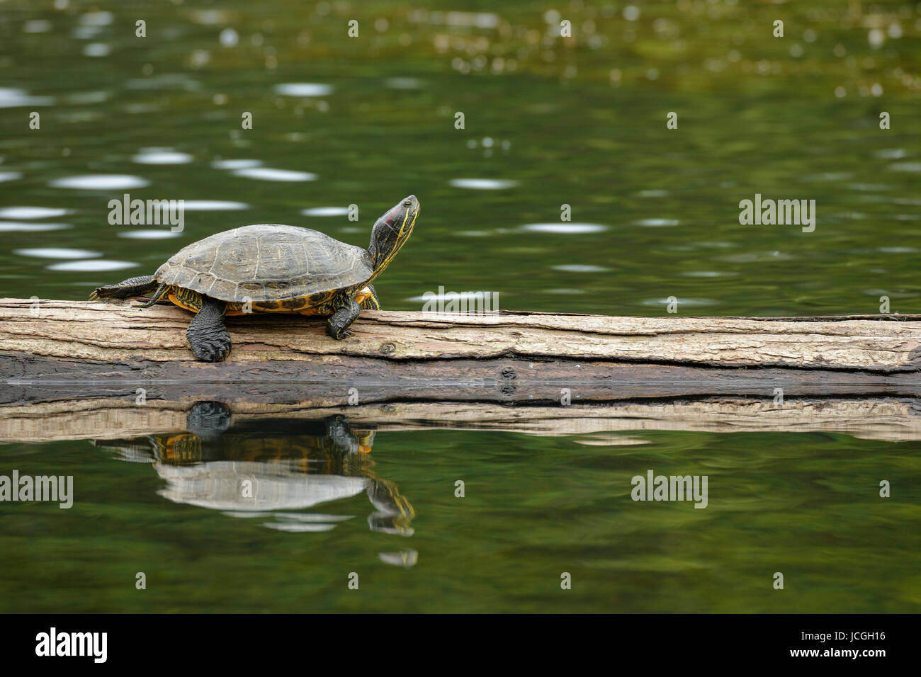 Western bemalt Schildkröte auf melden Sie sich in gute Acre See-Victoria, British Columbia, Kanada. Stockfoto