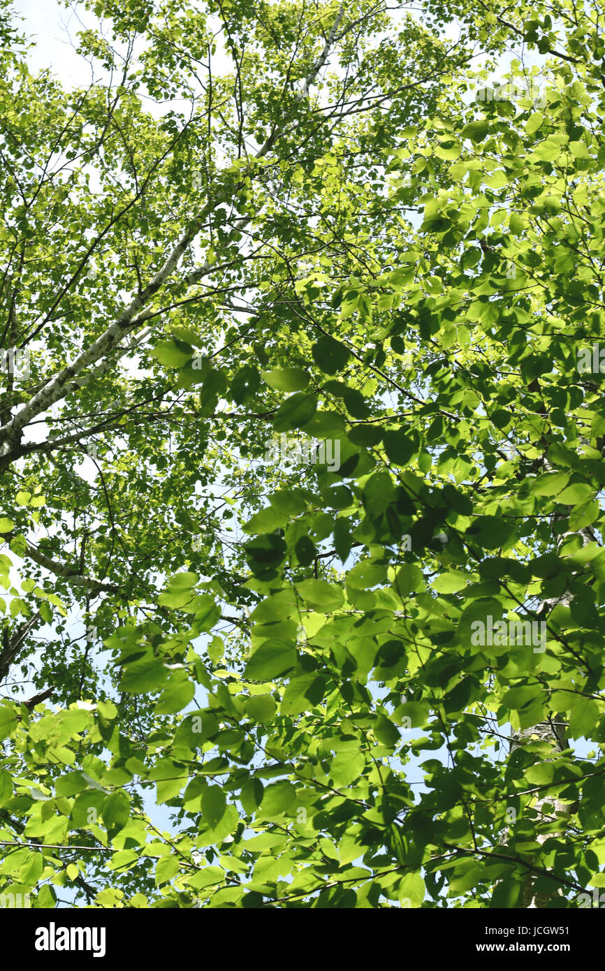 Sonnenschein Dapples grüne Blätter. Stockfoto