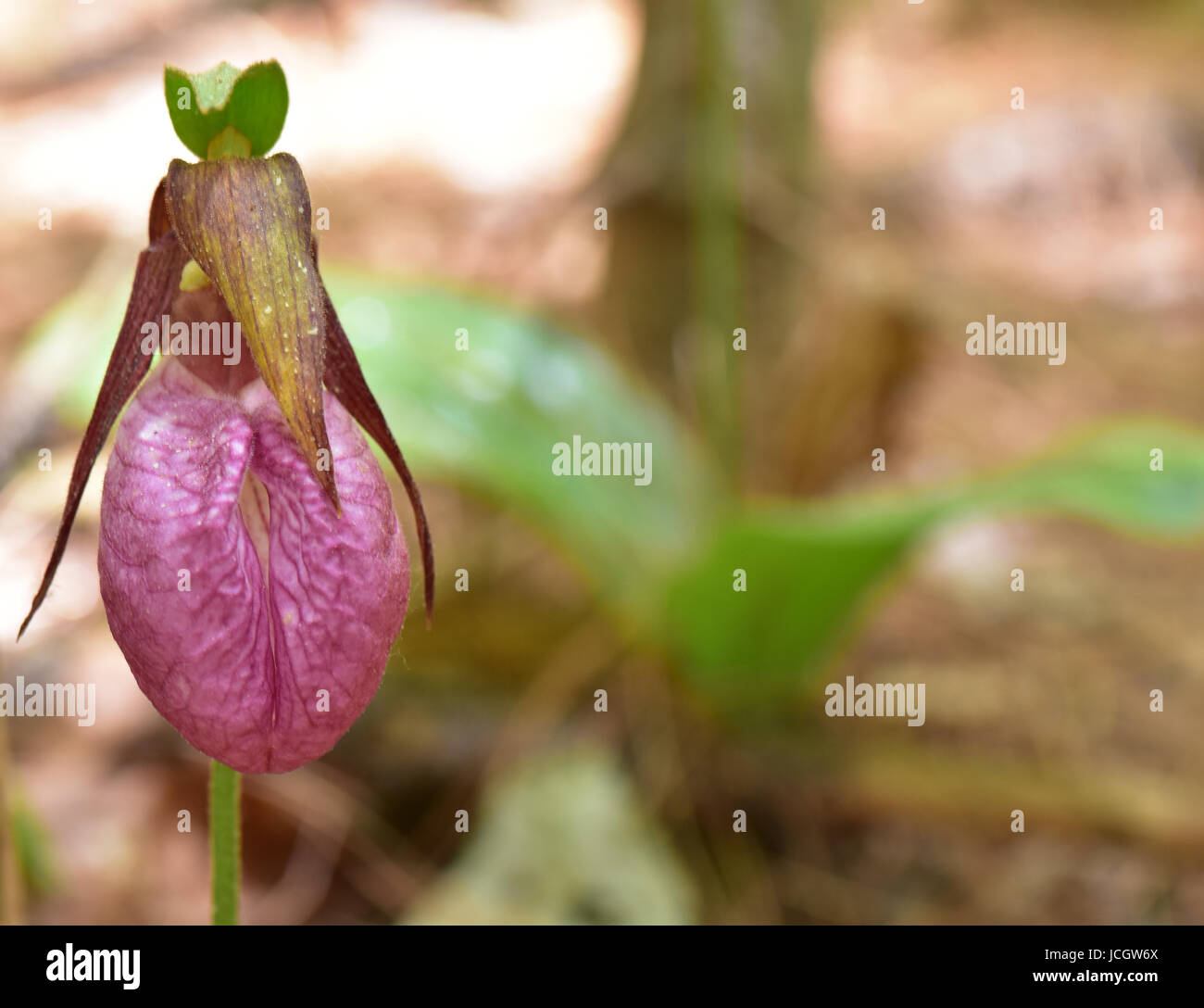 Pink Lady Slipper in Neuengland Wald. Stockfoto