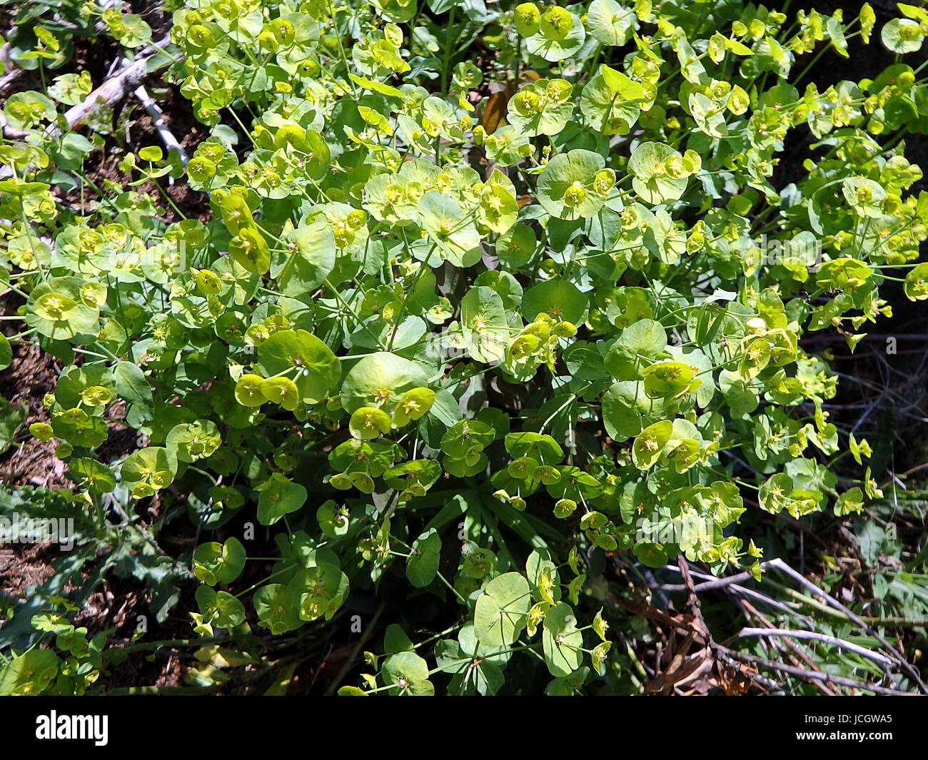 Blüte grün Wolfsmilch im Frühjahr, (Tithymalus Esula) (Euphorbia Esula) Stockfoto