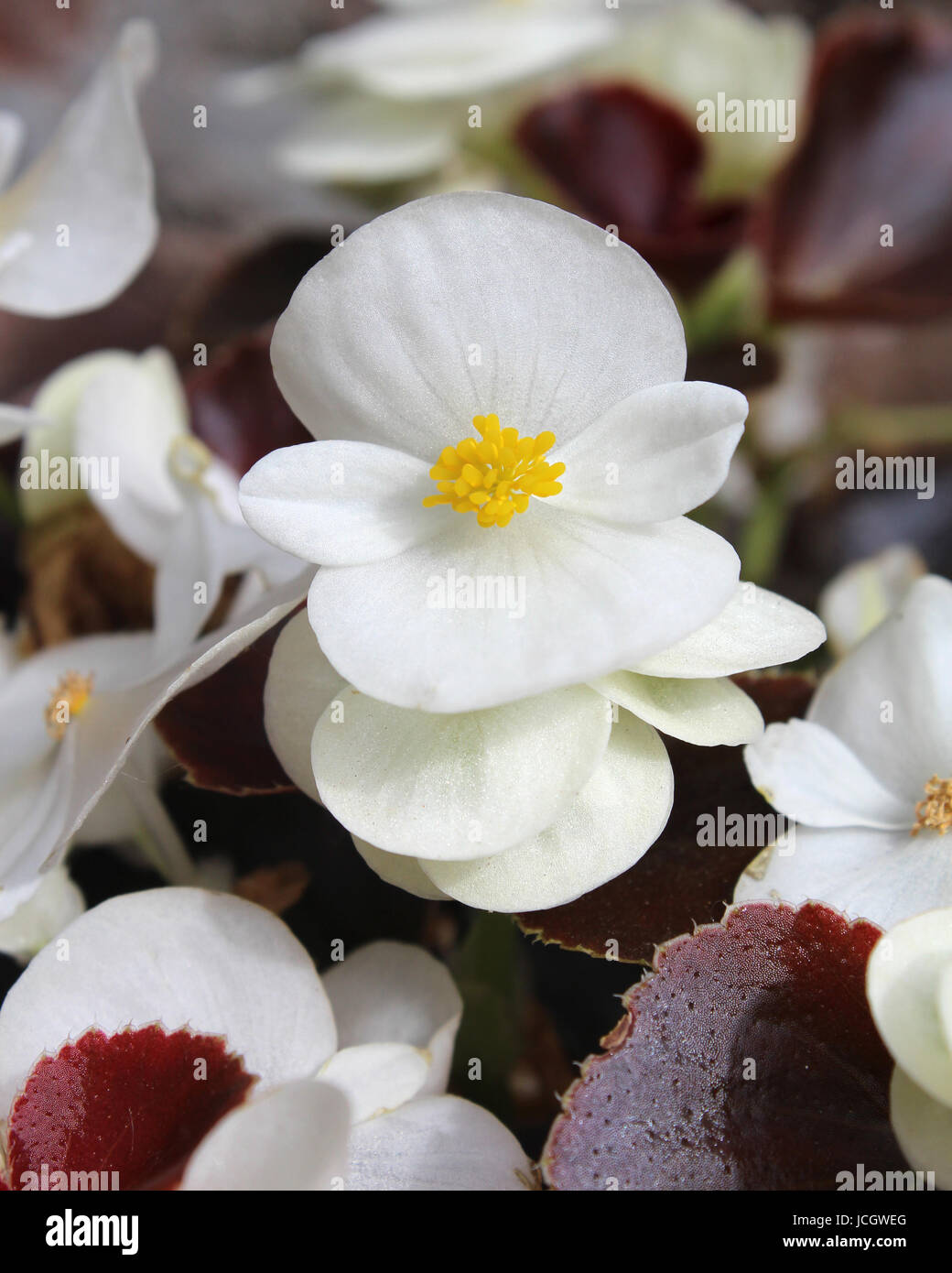 Die frischen weißen Blüten Sommer Beetpflanze Begonia Semperflorens, auch bekannt als Wachs Begonie. Stockfoto