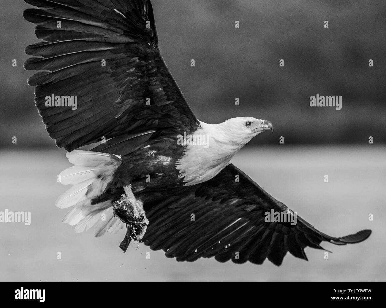 Afrikanischer Fischadler im Flug mit den Fischen in den Klauen hält. Ost-Afrika. Uganda. Große Abbildung. Stockfoto