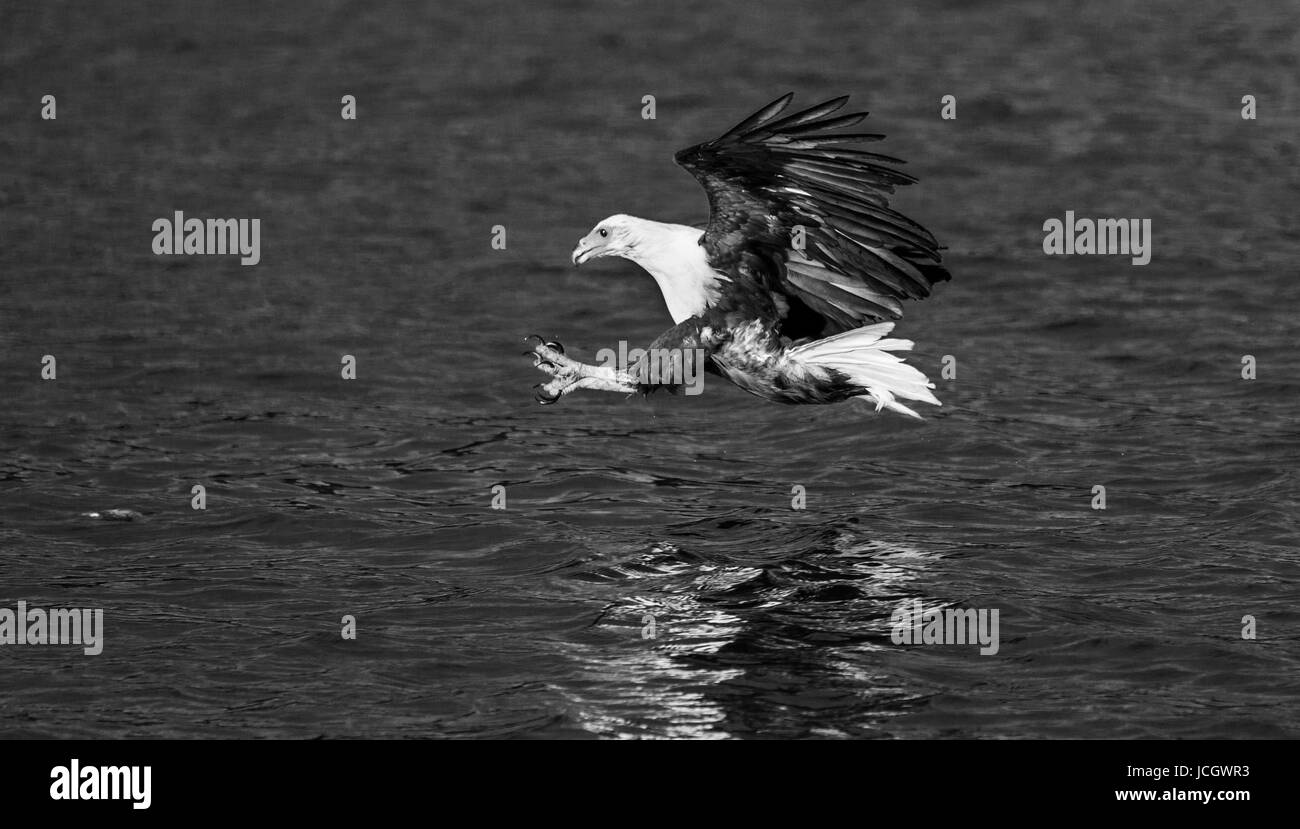 Moment der afrikanischen Fischadler Angriff auf die Fische im Wasser. Ost-Afrika. Uganda. Große Abbildung. Stockfoto