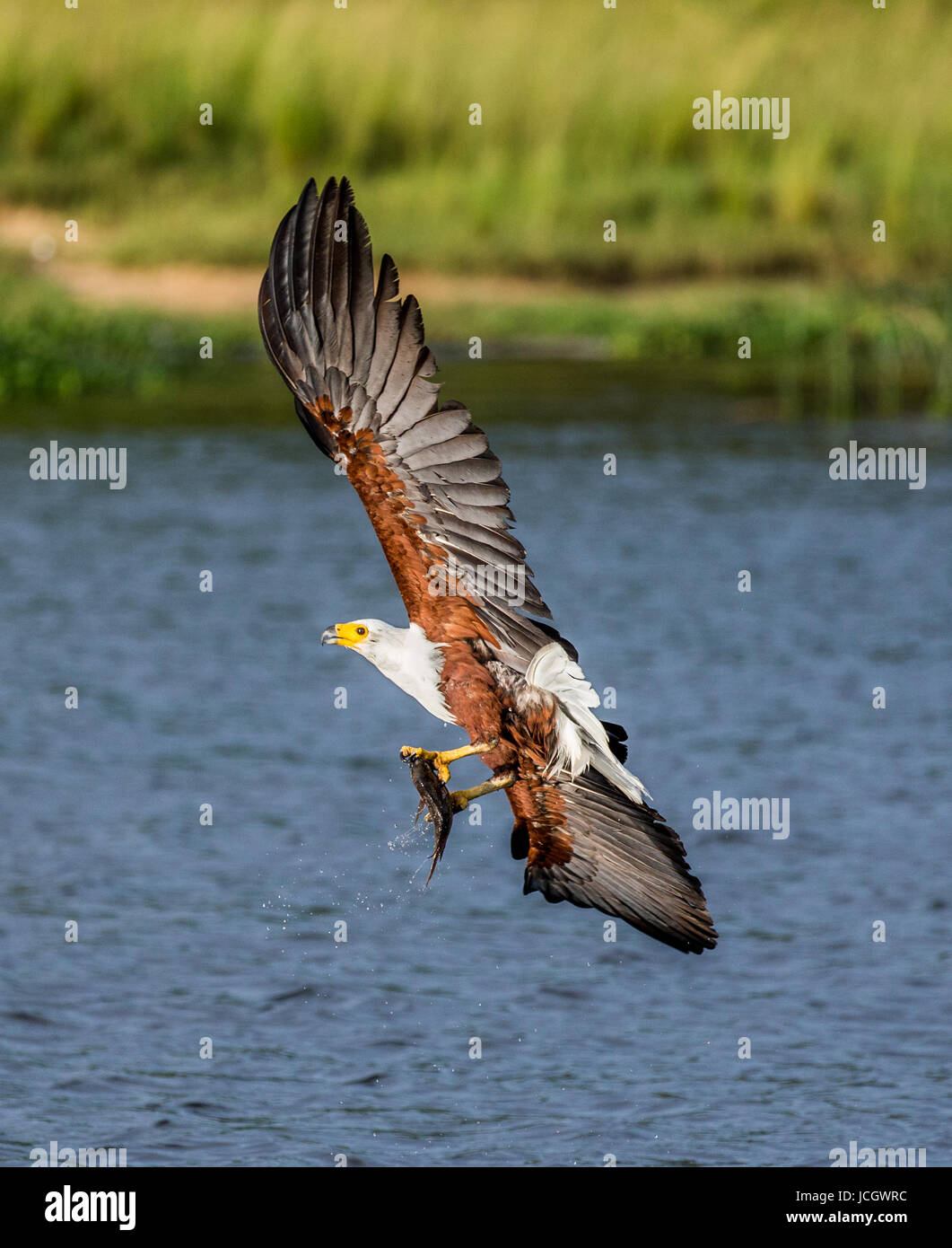 Afrikanischer Fischadler im Flug mit den Fischen in den Klauen hält. Ost-Afrika. Uganda. Große Abbildung. Stockfoto